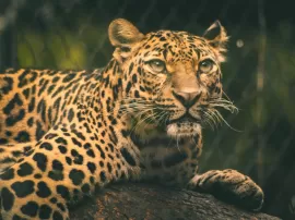 Conoce todo sobre los depredadores de los leopardos desde su hábitat hasta hechos curiosos