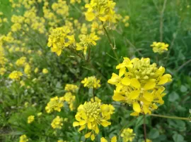 Descubre los beneficios de la flor de Bach Mustard en tu vida