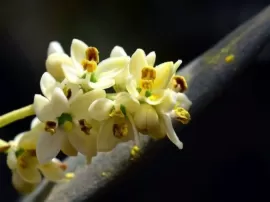Propiedades curativas de la esencia floral Bach Olive: ¡Descubre sus beneficios!