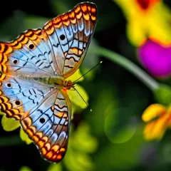 El significado espiritual y esotérico de soñar con mariposas