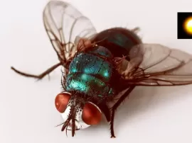 El significado espiritual de las moscas y su relación con los sueños