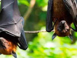 El significado espiritual de soñar con murciélagos: una guía completa