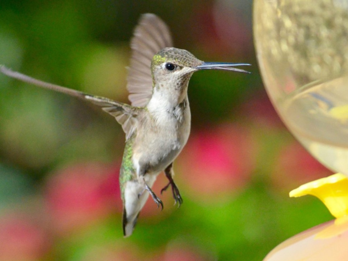 colibri significado espiritual sonar con un colibri totem animal colibri
